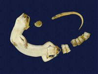 中國石龍子臺灣亞種藏品圖，第5張